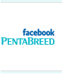 facebook PentaBreed